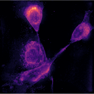 3DHoloCell
